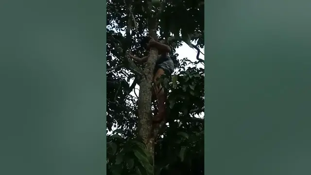 'Video thumbnail for 🔥বুড়ো মানুষ গাছে উঠলে কি হয় তা দেখুন#shortvideo#shots #shot#arshadmilton 🔥'