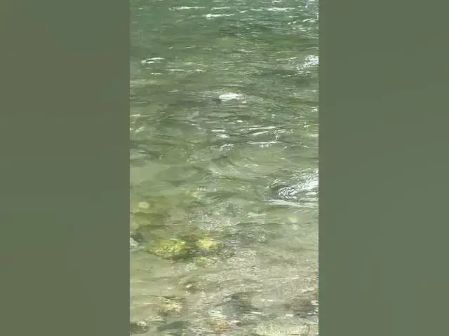 'Video thumbnail for June is spring chinook month! This nice fish bit on a soft bead.'