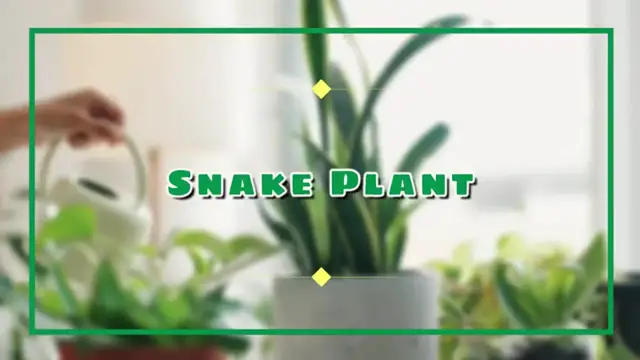 'Video thumbnail for 17 Houseplants That Can Live for Decades—Even Up to 100 Years! '