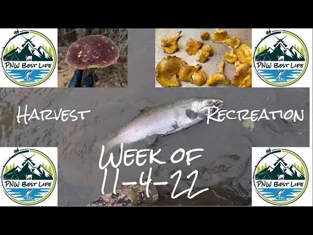 'Video thumbnail for Coastal Coho, Chum, Chanterelles and more - PNW Harvest Recreation Nov 4, 2022'