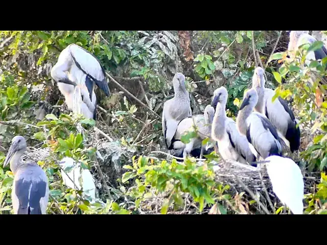 'Video thumbnail for Amazing of lake - Wild Bird's Emotional Feeding Frenzy - Must See Nature Footage!'