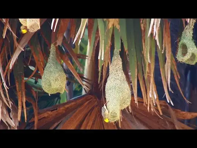 'Video thumbnail for Golden bird wild making nest on Palm tree'
