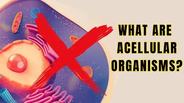 'Video thumbnail for What are Acellular Organisms? Viruses, Viroids, Virusoids, Prions and Satellite viruses'