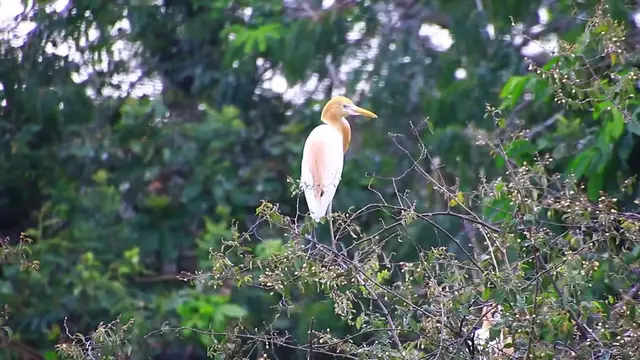 'Video thumbnail for Cute of wild bird on nest'