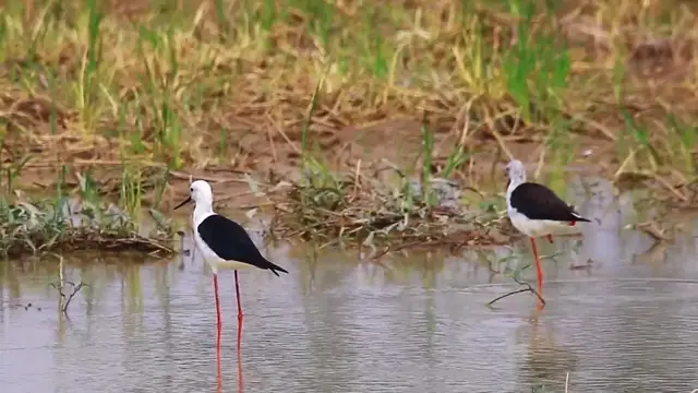 'Video thumbnail for In Lake cute bird stay to find catch food eat'