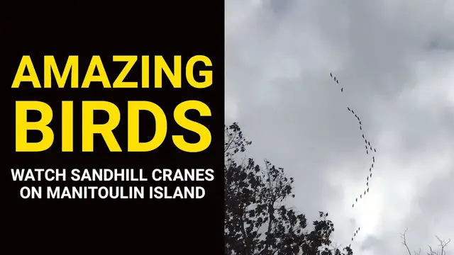 'Video thumbnail for AMAZING BIRDS: Watch Sandhill Cranes on Manitoulin Island'