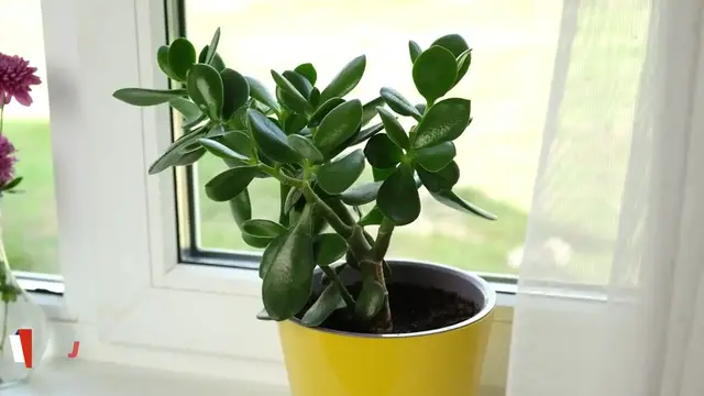 'Video thumbnail for 16 Perennial Succulents That Live for Decades With Barely Any Care '