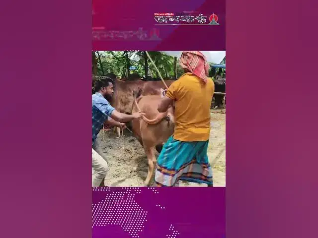 'Video thumbnail for হাটে পাগলা গরুর তান্ডব!'