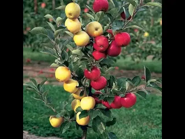 'Video thumbnail for الاستثمار في الأشجار المثمرة مشاريع مربحة في الجزائر'