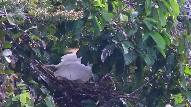 'Video thumbnail for Mother care baby bird on nest at forest'