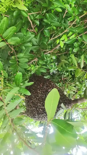 'Video thumbnail for Bee in forest'