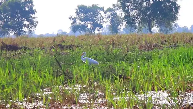 'Video thumbnail for White bird in Dry season find catch fish eat'