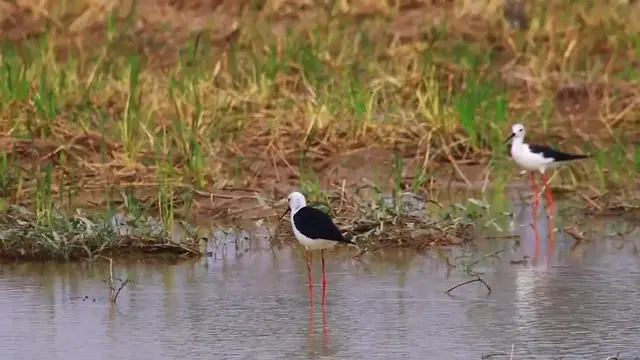 'Video thumbnail for Lake at field, bird find food catch eat here'