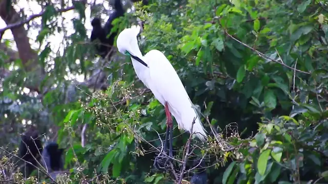 'Video thumbnail for Cute of bird white color bird'