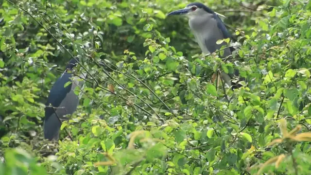 'Video thumbnail for All bird com back nest the everning'