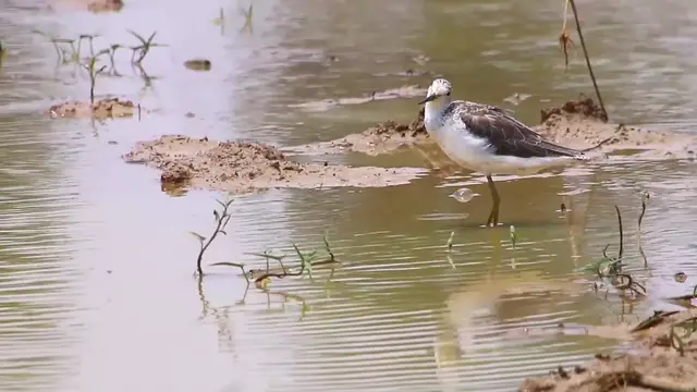 'Video thumbnail for Small bird wait catch food eat in small lake'