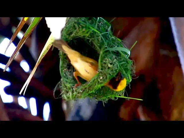 'Video thumbnail for Golden bird making nest | nest a lot of Maya bird'