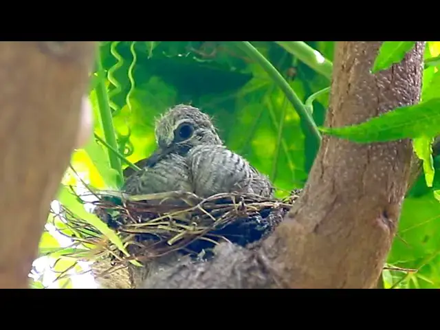 'Video thumbnail for Baby dove bird | Dove stay on nest'