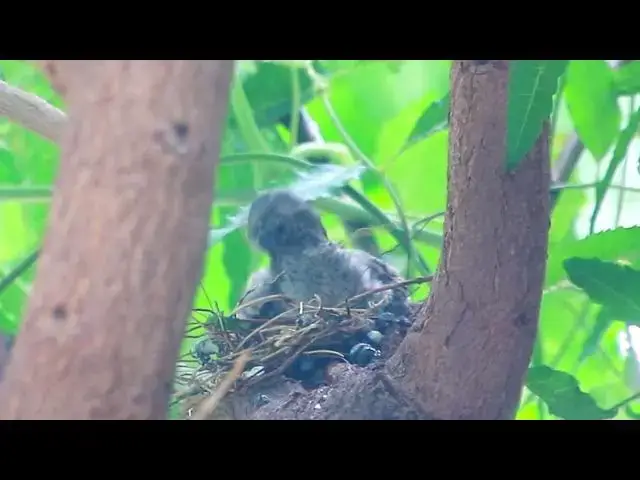'Video thumbnail for THe nest baby dove on here #DoveForest @DoveFores'