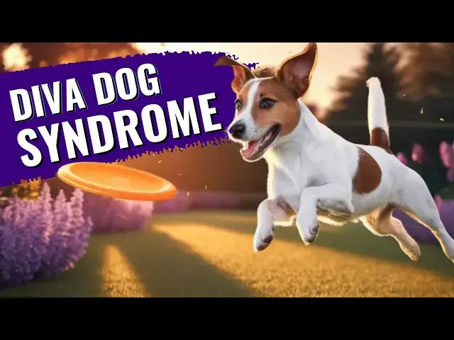 'Video thumbnail for Diva Dog Syndrome: Top 5 Most Demanding Dog Breeds You Should Know'