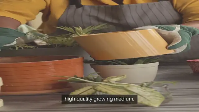 'Video thumbnail for Seed Starting Mix Recipes'