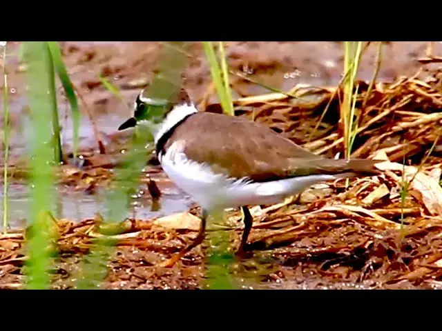 'Video thumbnail for Amazing of Lake - THe best bird hight IQ 1000 made nest & eat food on nesr'