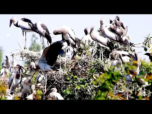 'Video thumbnail for Amazing of Lake - Feathered Feasts: Birds Hunting Fish on the Lake'