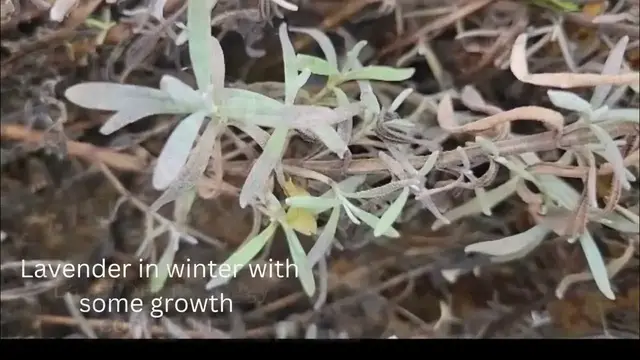 'Video thumbnail for Lavender in winter'