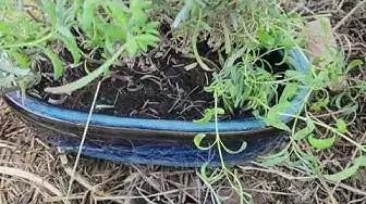 'Video thumbnail for Transplant indoor plants from pots to ground'