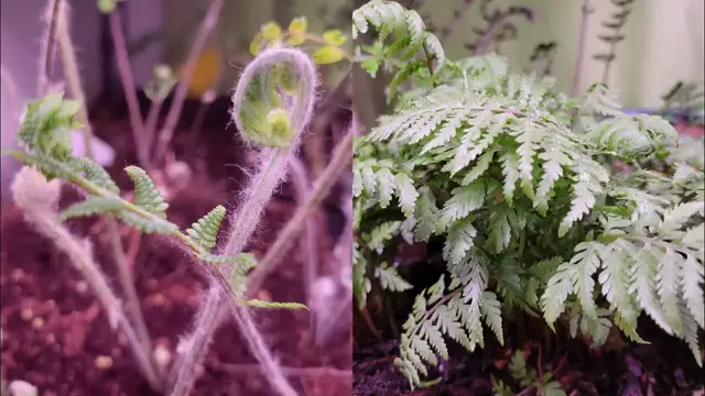 'Video thumbnail for How to start ferns from bareroot tubers'