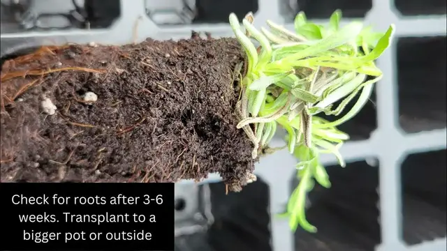 'Video thumbnail for how to propagate lavender'