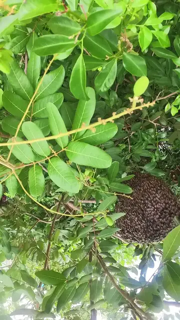 'Video thumbnail for Big honey bee in forest'
