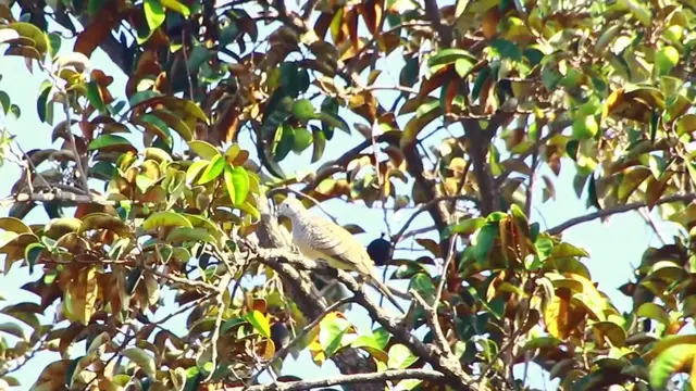 'Video thumbnail for Top male wild dove bird'