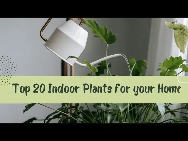 'Video thumbnail for Top 20 Indoor Plants for Your Home #IndoorPlants #Houseplants #HomeDecor #GreenLiving'