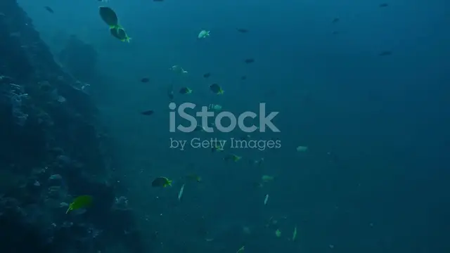 'Video thumbnail for Dive into the Mystery: Swatch of No Ground'