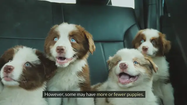 'Video thumbnail for How Many Puppies Do Australian Shepherds Have In A Litter?'