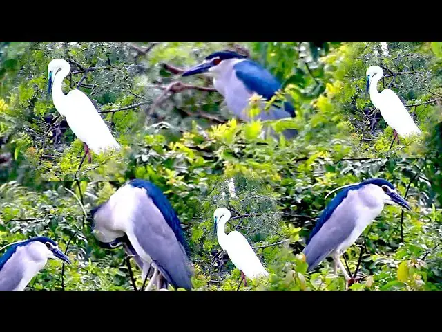 'Video thumbnail for Amazing of Lake  - All bird in nest | The  nest for bird life here'