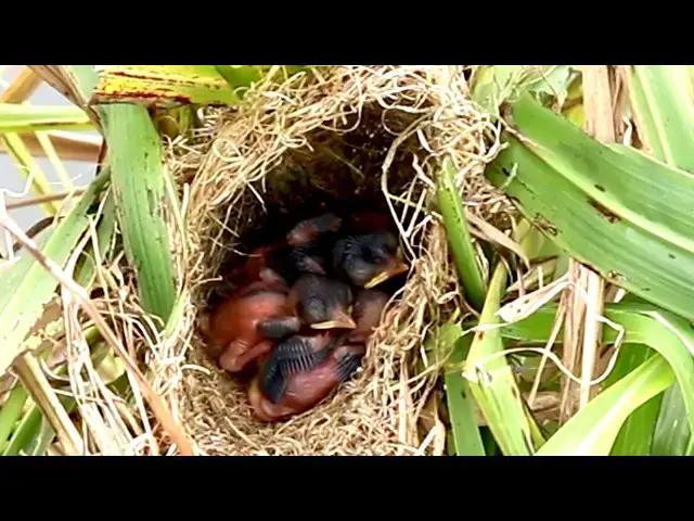 'Video thumbnail for Amazing of lake - Nesting Nibbles: Cocukoo and Baby Birds Share Mealtime'