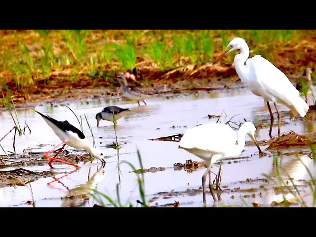 'Video thumbnail for Amazing of lake - At field has a lot bird cacth food eat in lake'