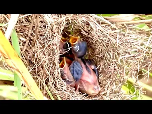 'Video thumbnail for Amazing of lake - All nest for bird : Nest Buddies: Baby Birds and Cocukoo Coexist'