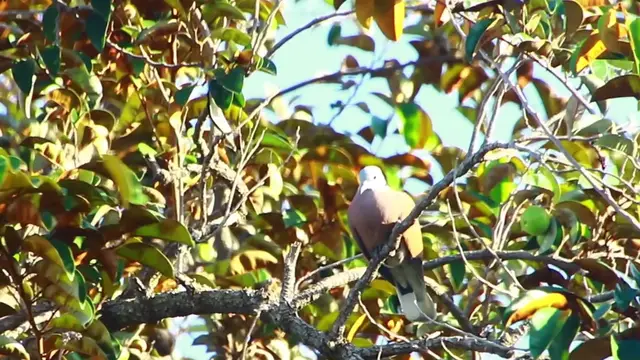 'Video thumbnail for Cute of wild dove bird on forest'
