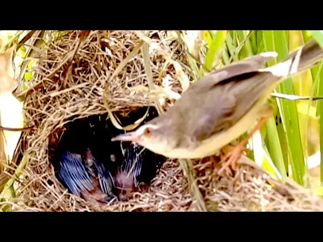 'Video thumbnail for Amazing of lake - Mother small of cucokoo bird feed baby feed on nest'