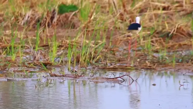 'Video thumbnail for In lake bird catch fish eat every day'