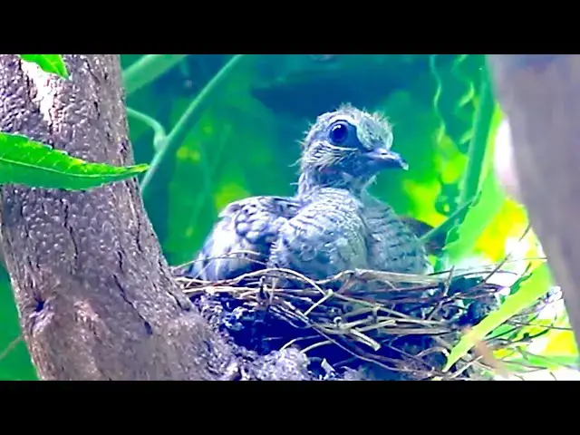 'Video thumbnail for All wild dove cry call other dove on nest | dove birds'