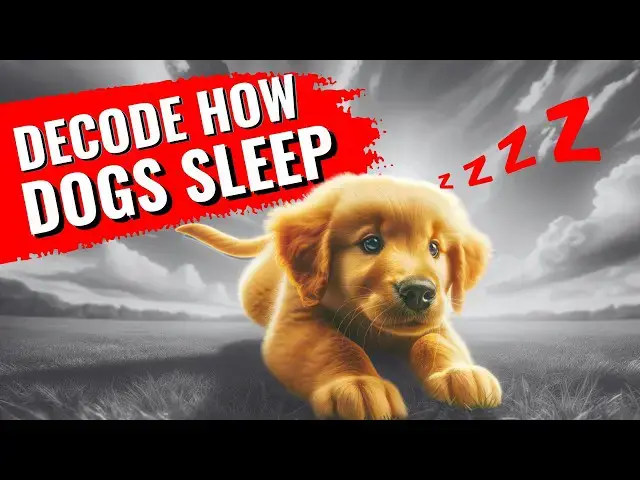 'Video thumbnail for Why Your Dog Sleeps Like THAT'