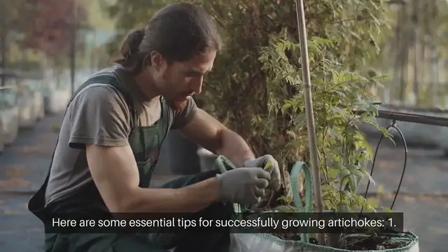 'Video thumbnail for Tips for Growing Artichokes'
