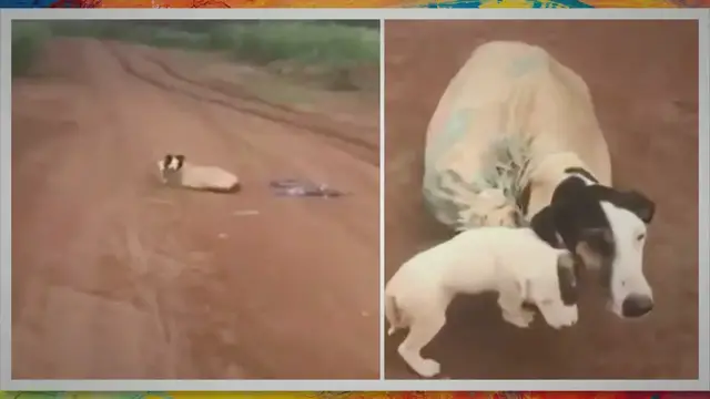 'Video thumbnail for Momma canine discovered tied up in sack on deserted street, when vet seems nearer the darkish reality is revealed'