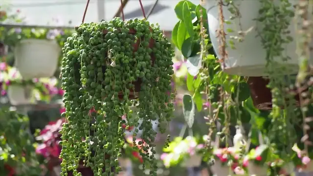 'Video thumbnail for 14 Drought Tolerant Plants for Hanging Baskets '