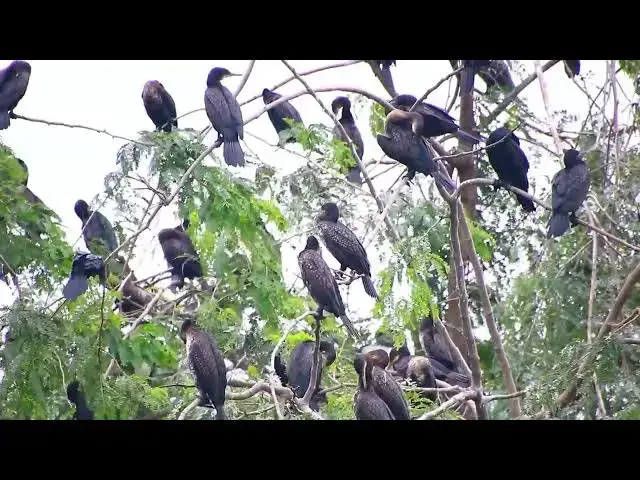 'Video thumbnail for Black wild bird a lot | Home stay of wild blak bird'