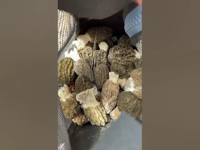 'Video thumbnail for Couple pounds of burn area MORELS! 3600 elevation! What’s your favorite way to cook em?'
